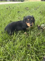 Twyla, a female Miniature Dachshund for sale in Bremen, IN – 8 of 9