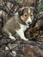 Cody, a male Shetland Sheepdog for sale in Bremen, IN – 6 of 7