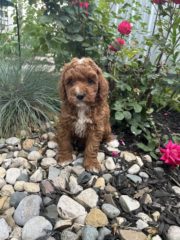 Millie – Poodle - Miniature  puppy for sale in Bremen, IN