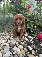 Millie, a female Poodle - Miniature  for sale in Bremen, IN – 1 of 8