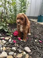 Millie, a female Poodle - Miniature  for sale in Bremen, IN – 5 of 8