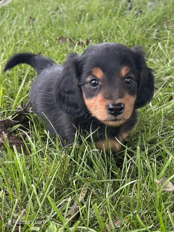Tracker – Miniature Dachshund puppy for sale in Bremen, IN