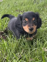 Tracker, a male Miniature Dachshund for sale in Bremen, IN – 1 of 10