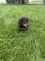 Tracker, a male Miniature Dachshund for sale in Bremen, IN – 6 of 10
