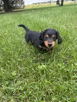 Tracker, a male Miniature Dachshund for sale in Bremen, IN – 8 of 10