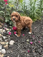 Millie, a female Poodle - Miniature  for sale in Bremen, IN – 3 of 8