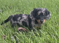 Charlotte , a female Miniature Dachshund for sale in Bremen, IN – 1 of 10