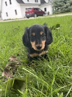 Twyla, a female Miniature Dachshund for sale in Bremen, IN – 2 of 9