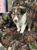 Cody, a male Shetland Sheepdog for sale in Bremen, IN – 5 of 7