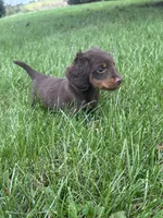Chase, a male Miniature Dachshund for sale in Bremen, IN – 2 of 9