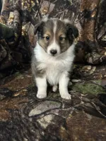 Silas, a male Shetland Sheepdog for sale in Bremen, IN – Photo 7 of 10