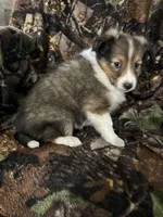 Silas, a male Shetland Sheepdog for sale in Bremen, IN – Photo 9 of 10
