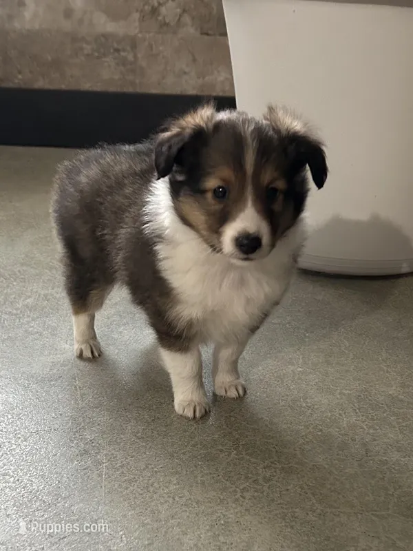 Silas – Shetland Sheepdog puppy for sale in Bremen, IN