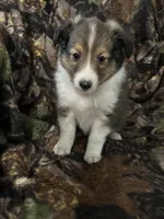 Silas, a male Shetland Sheepdog for sale in Bremen, IN – Photo 2 of 10