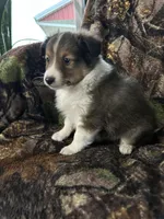 Silas, a male Shetland Sheepdog for sale in Bremen, IN – Photo 10 of 10