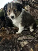 Silas, a male Shetland Sheepdog for sale in Bremen, IN – Photo 5 of 10