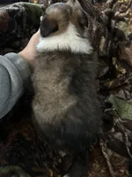 Silas, a male Shetland Sheepdog for sale in Bremen, IN – Photo 3 of 10