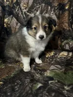Silas, a male Shetland Sheepdog for sale in Bremen, IN – Photo 6 of 10