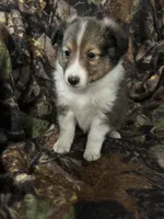 Silas, a male Shetland Sheepdog for sale in Bremen, IN – Photo 4 of 10