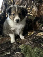 Silas, a male Shetland Sheepdog for sale in Bremen, IN – Photo 8 of 10