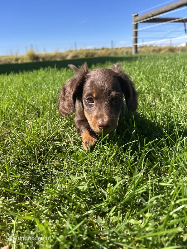 Chase – Miniature Dachshund puppy for sale in Bremen, IN