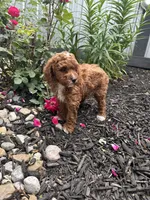 Millie, a female Poodle - Miniature  for sale in Bremen, IN – 8 of 8