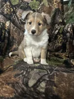 Patch, a male Shetland Sheepdog for sale in Bremen, IN – Photo 9 of 10