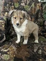 Patch, a male Shetland Sheepdog for sale in Bremen, IN – Photo 10 of 10