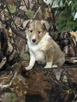 Patch, a male Shetland Sheepdog for sale in Bremen, IN – Photo 8 of 10