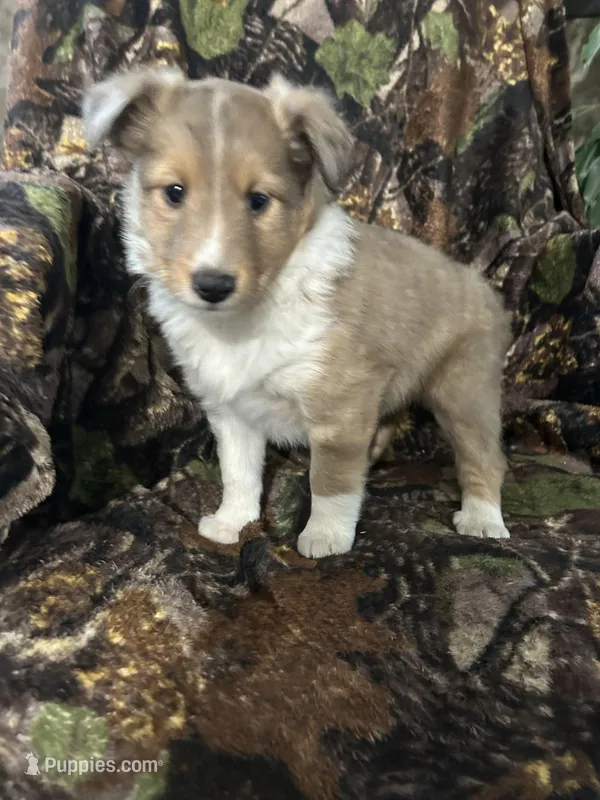 Patch – Shetland Sheepdog puppy for sale in Bremen, IN