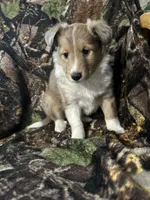 Patch, a male Shetland Sheepdog for sale in Bremen, IN – Photo 5 of 10