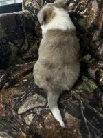 Patch, a male Shetland Sheepdog for sale in Bremen, IN – Photo 6 of 10