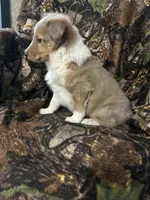 Patch, a male Shetland Sheepdog for sale in Bremen, IN – Photo 7 of 10