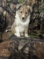 Patch, a male Shetland Sheepdog for sale in Bremen, IN – Photo 4 of 10