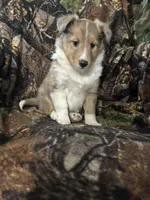 Patch, a male Shetland Sheepdog for sale in Bremen, IN – Photo 3 of 10