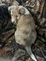 Patch, a male Shetland Sheepdog for sale in Bremen, IN – Photo 2 of 10