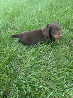 Chase, a male Miniature Dachshund for sale in Bremen, IN – 8 of 9