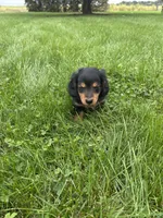 Tracker, a male Miniature Dachshund for sale in Bremen, IN – 4 of 10
