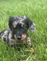 Charlotte , a female Miniature Dachshund for sale in Bremen, IN – 9 of 10