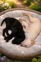 Golden retriver , a male English Cream Golden Retriever for sale in Anaheim, CA – Photo 2 of 6