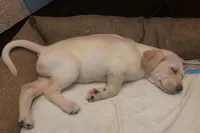 Golden retriver , a male English Cream Golden Retriever for sale in Anaheim, CA – Photo 3 of 6