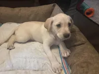 Golden retriver , a male English Cream Golden Retriever for sale in Anaheim, CA – Photo 5 of 6