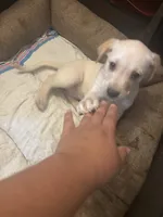 Golden retriver , a male English Cream Golden Retriever for sale in Anaheim, CA – Photo 6 of 6