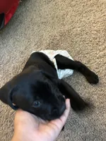 Golden retriver , a male English Cream Golden Retriever for sale in Anaheim, CA – Photo 4 of 6