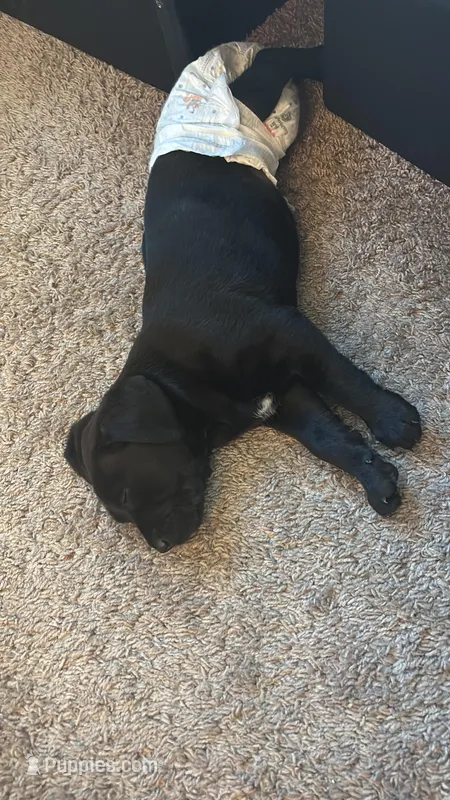 Golden retriver  – English Cream Golden Retriever puppy for sale in Anaheim, CA