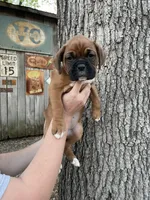Teal, a female Boxer for sale in Sevierville, TN – Photo 3 of 4