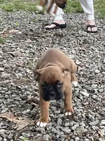 Teal, a female Boxer for sale in Sevierville, TN – Photo 2 of 4