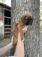 Teal, a female Boxer for sale in Sevierville, TN – Photo 4 of 4