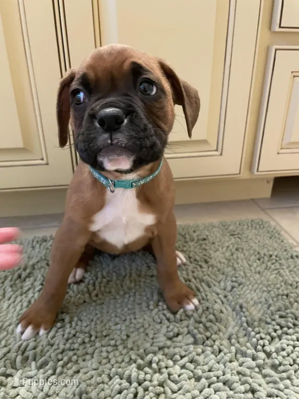 Teal – Boxer puppy for sale in Sevierville, TN