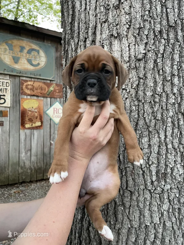 Teal – Boxer puppy for sale in Sevierville, TN